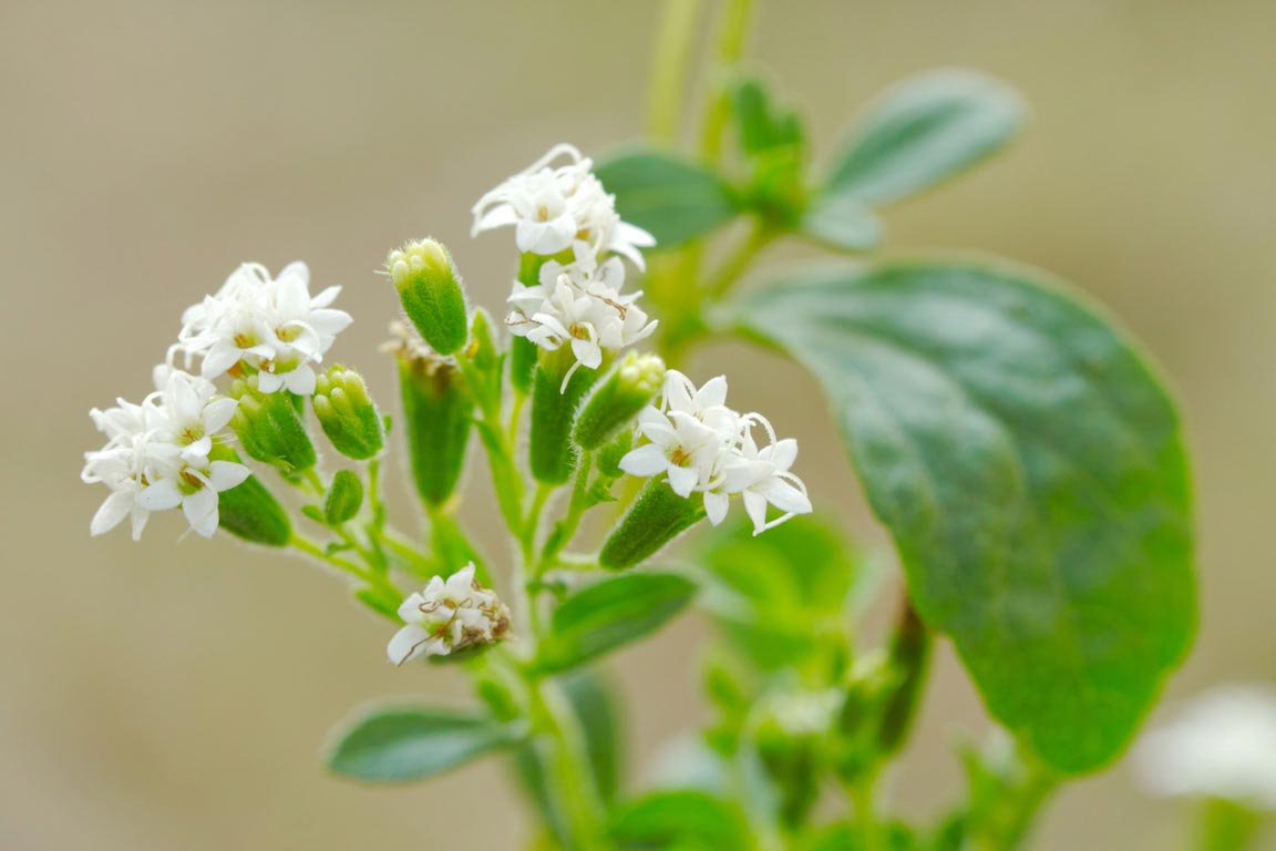 Learn how to grow stevia in your home garden.
