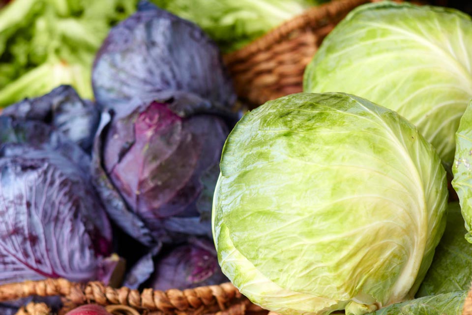 Asian-inspired coleslaw made with red and green cabbages and sweetened with a little stevia.