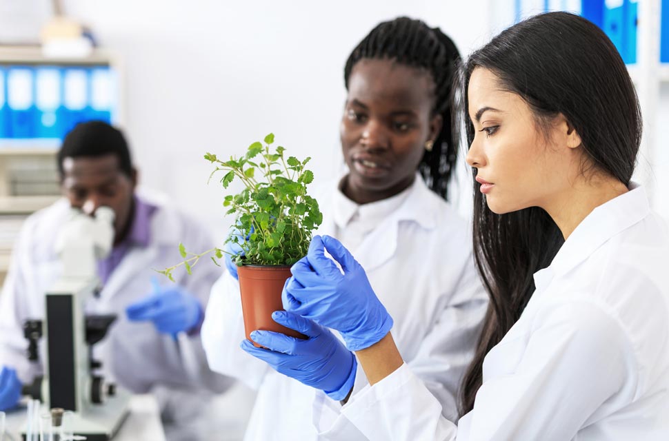 Sweet Compounds in Stevia What are the compounds that make stevia sweet? How is stevia pronounced?
