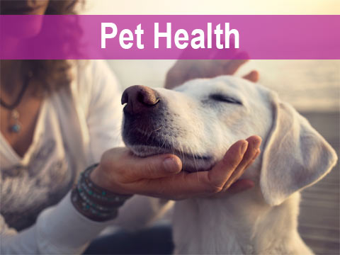 Pet Health